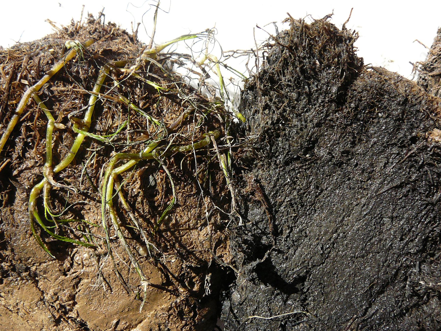 testerra_laboratorio_minero_consultoria_evaluacion_turberas